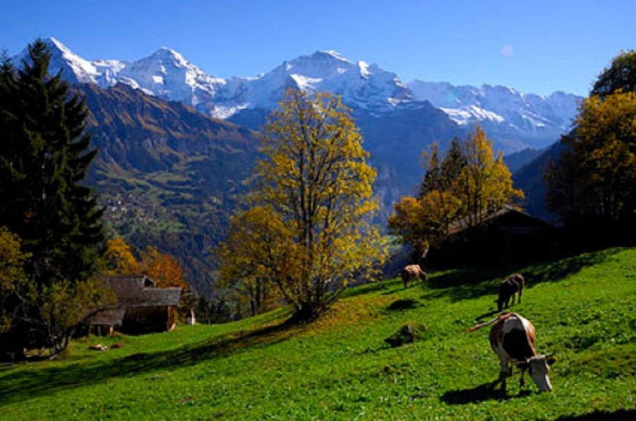 BnB Chalet-Gafri - Frühstückspension Wilderswil Exterior foto